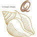 ALW571 Sea Shell Alphabet